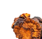 Xdose functional shots - chaga