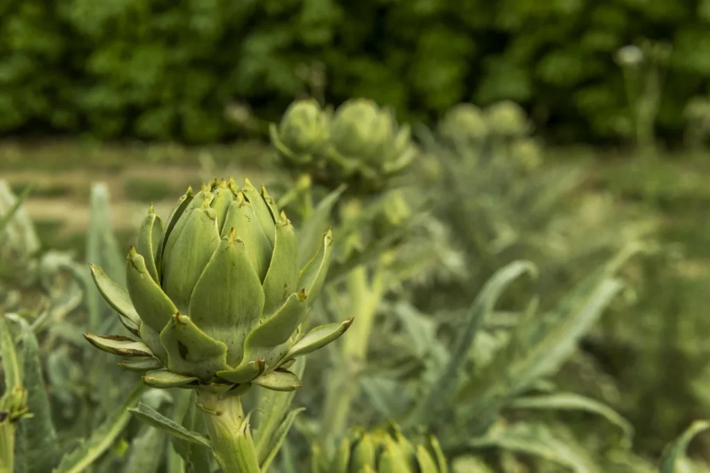 Artichoke