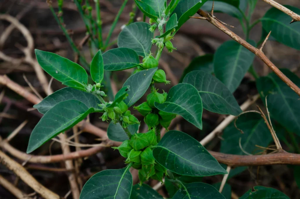 Ashwagandha