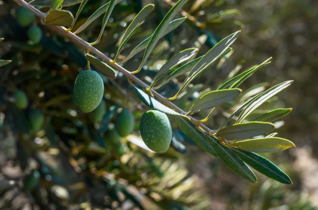 olive