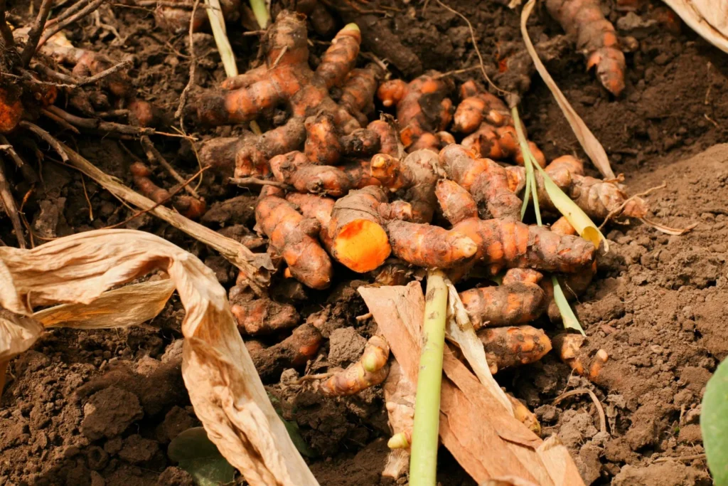 Turmeric
