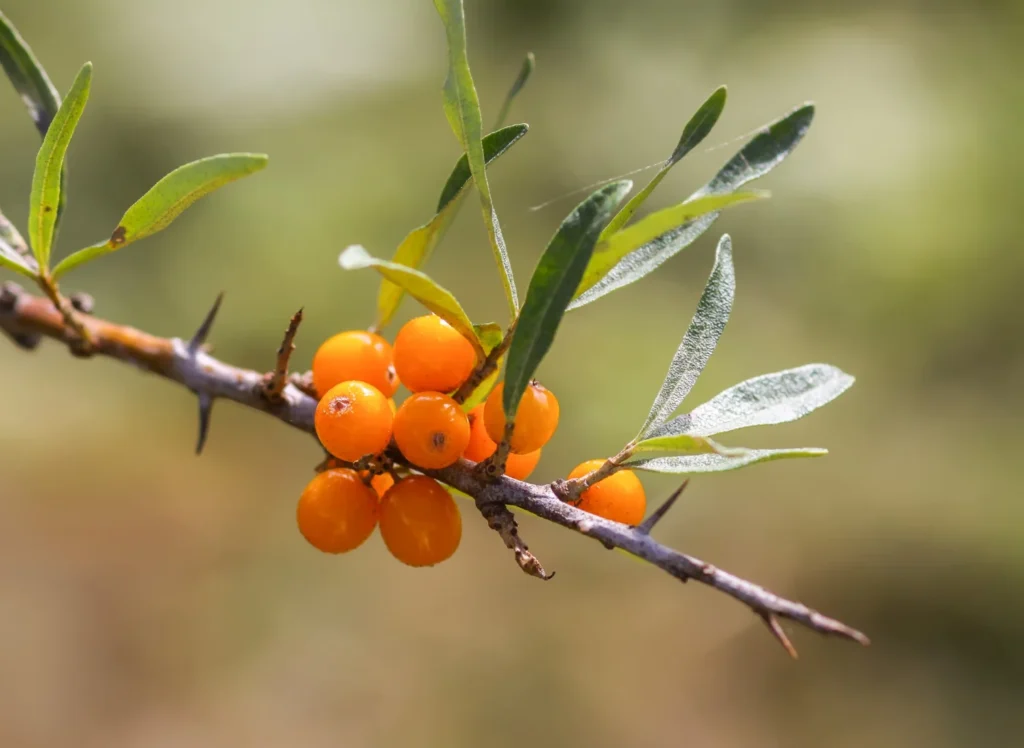 Hero sea buckthorn