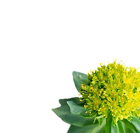 xdose functional shot ingredients - Rhodiola rosea