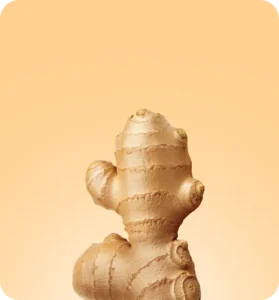 xdose šotu sastāvdaļas - ingvers